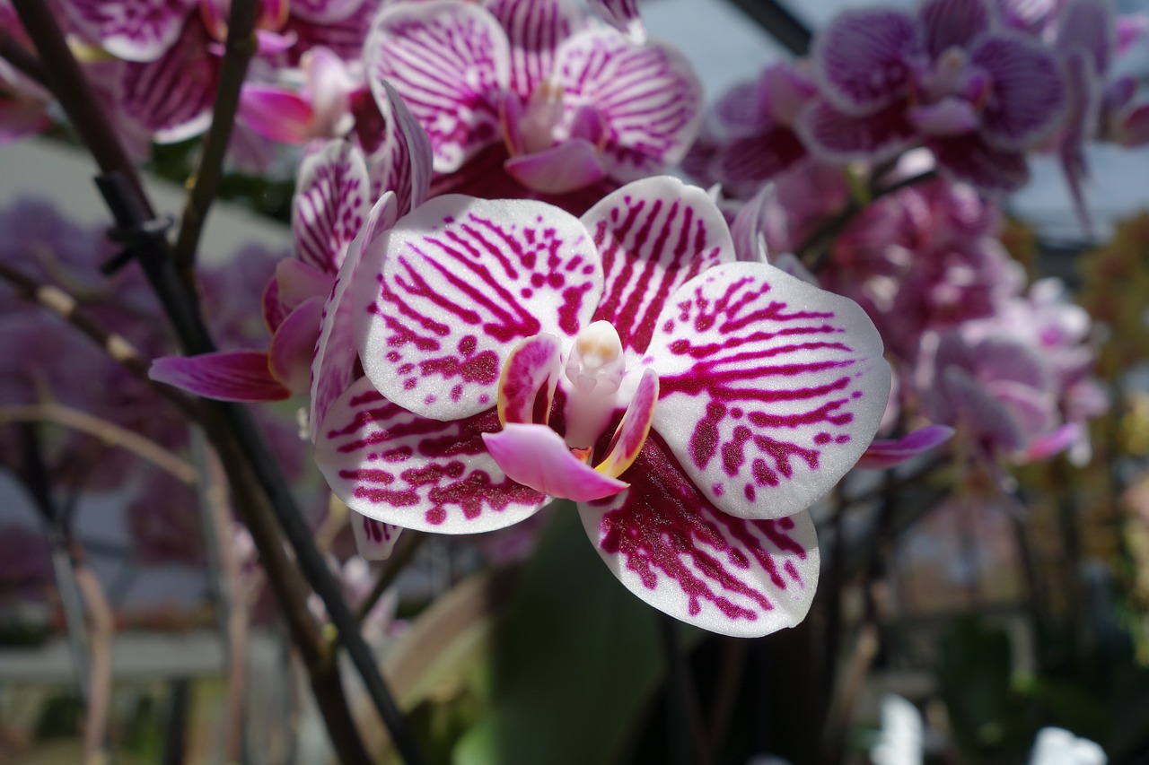 Orchidėjos,  Gėlė,  Augalas,  Balta,  Rožinis, Nemokamos Nuotraukos,  Nemokama Licenzija