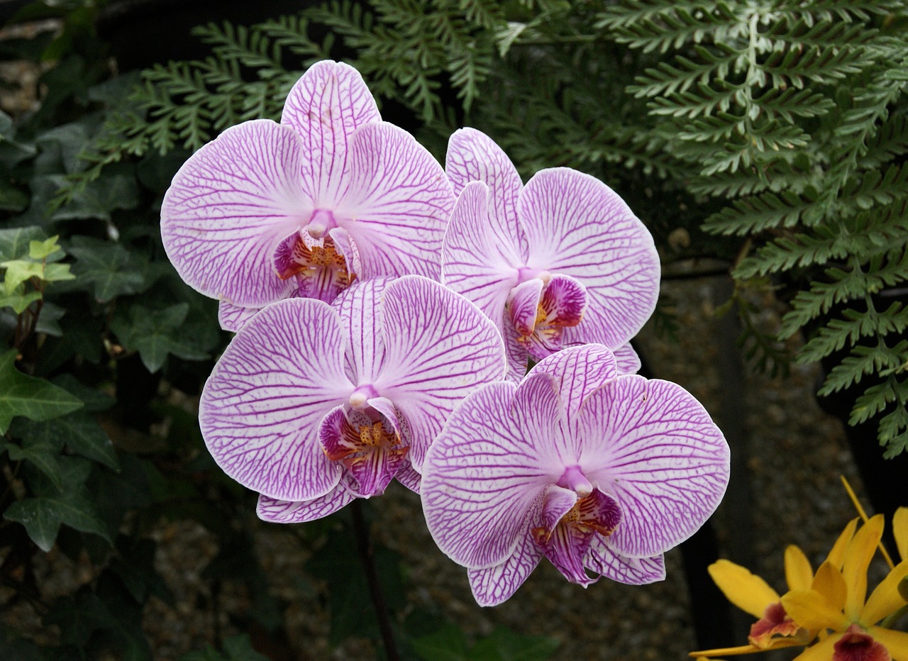 Orchidėjos,  Gėlė,  Gamta,  Žiedas,  Augalas,  Atogrąžų,  Flora,  Žydėti,  Botanika,  Violetinė