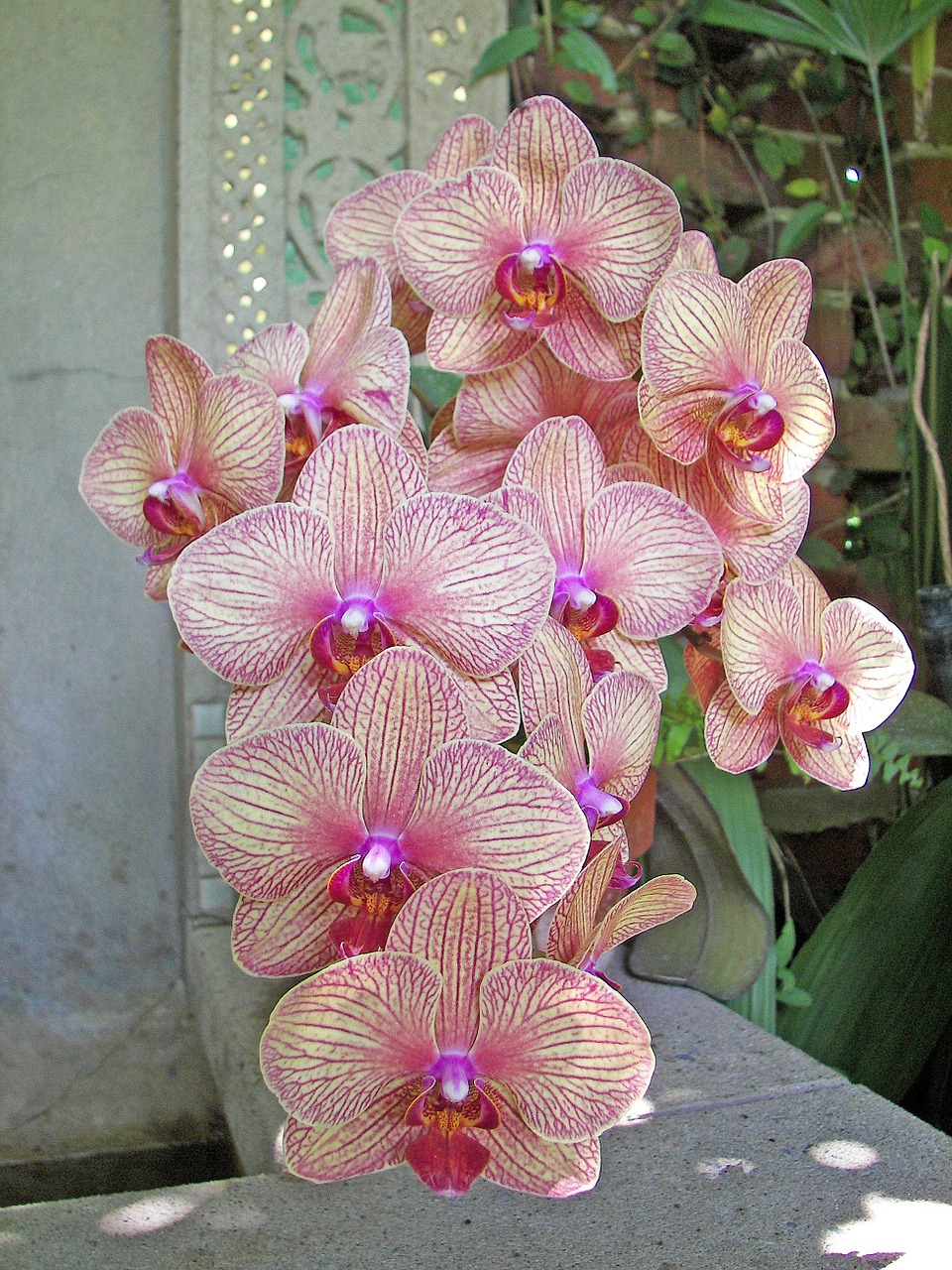 Orchidėjos,  Rožinės Orchidėjos,  Botanikos, Nemokamos Nuotraukos,  Nemokama Licenzija