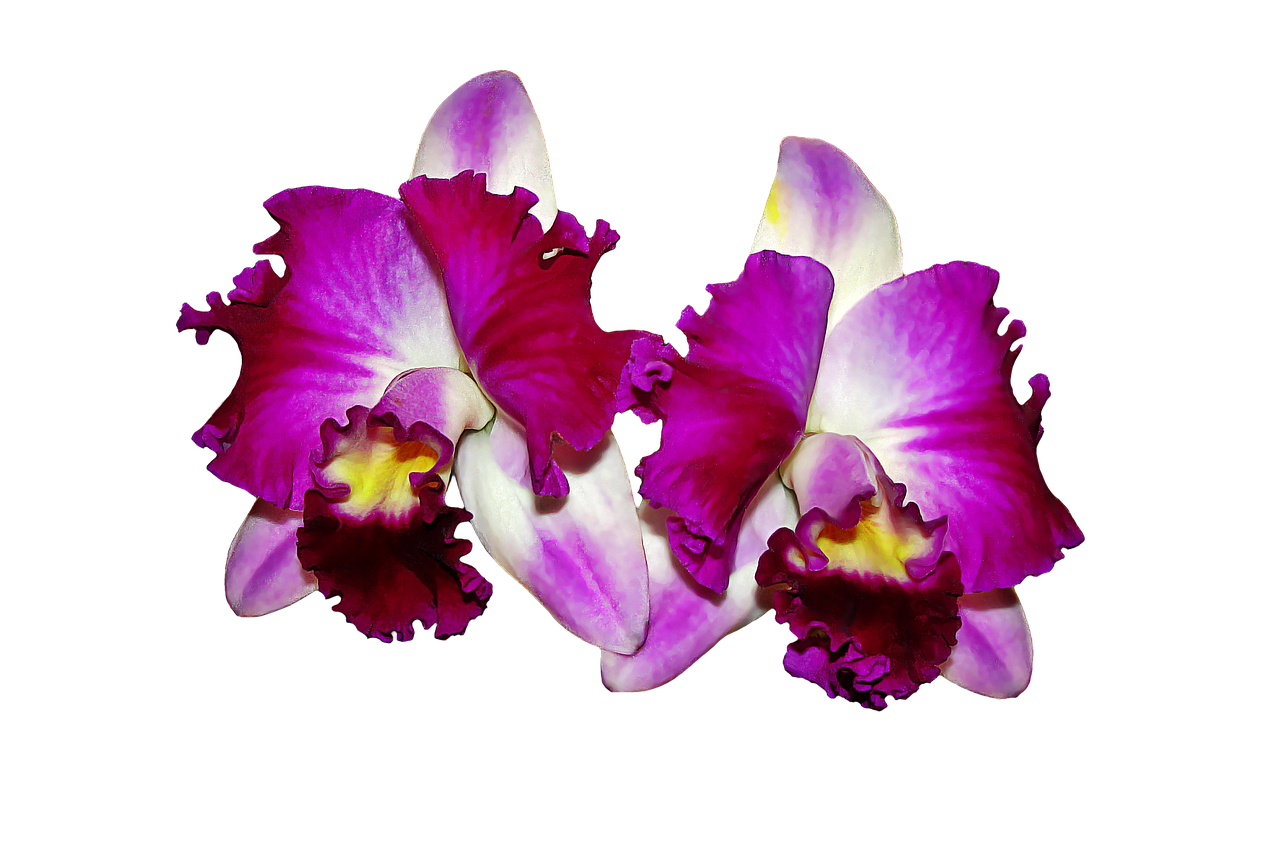 Orchidėjos, Gėlės, Katytė Orchidėja, Nemokamos Nuotraukos,  Nemokama Licenzija