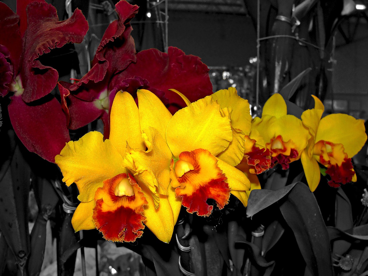 Orchidėjos,  Gėlės,  Katytė Orchidėja, Nemokamos Nuotraukos,  Nemokama Licenzija