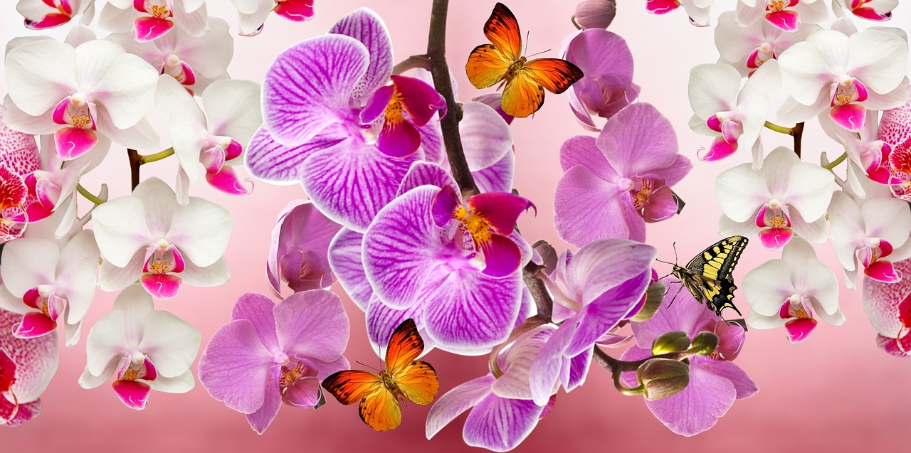 Orchidėjos,  Gėlės,  Sodas,  Orquidea,  Gamta,  Pavasaris,  Augalas,  Gėlė,  Spalvinga,  Violetinė Orchidėja