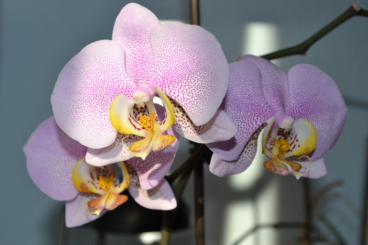 Orchidėjos, Gėlė, Žiedas, Žydėti, Augalas, Nemokamos Nuotraukos,  Nemokama Licenzija