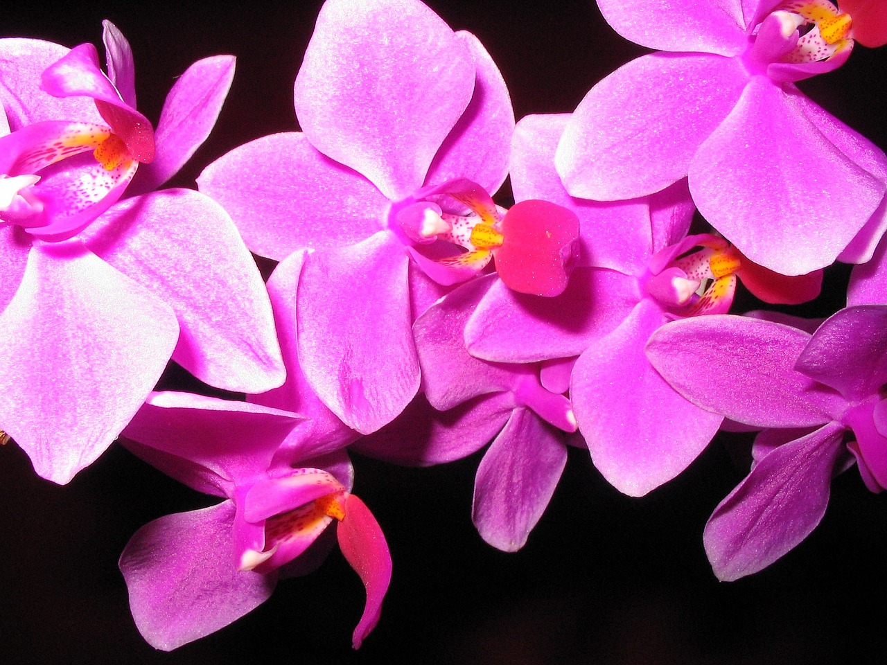 Orchidėjos, Gėlės, Gamta, Natiurmortas, Žiedas, Žydėti, Augalas, Violetinė, Grožis, Violetinė