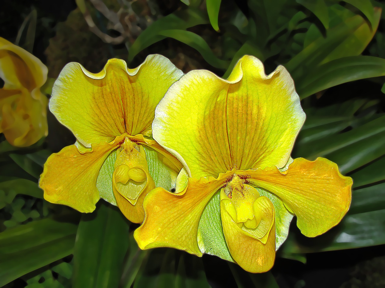 Orchidėjos, Žydintis Augalas, Gėlės, Geltona, Geltona Orchidėja, Nemokamos Nuotraukos,  Nemokama Licenzija