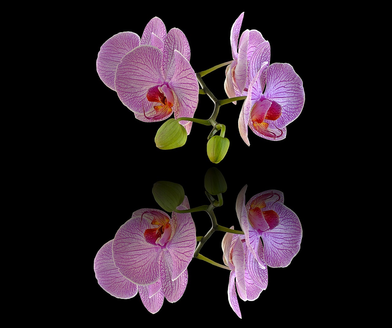 Orchidėjos, Fono Ekranas, Fotokompozicija, Gėlės, Nemokamos Nuotraukos,  Nemokama Licenzija