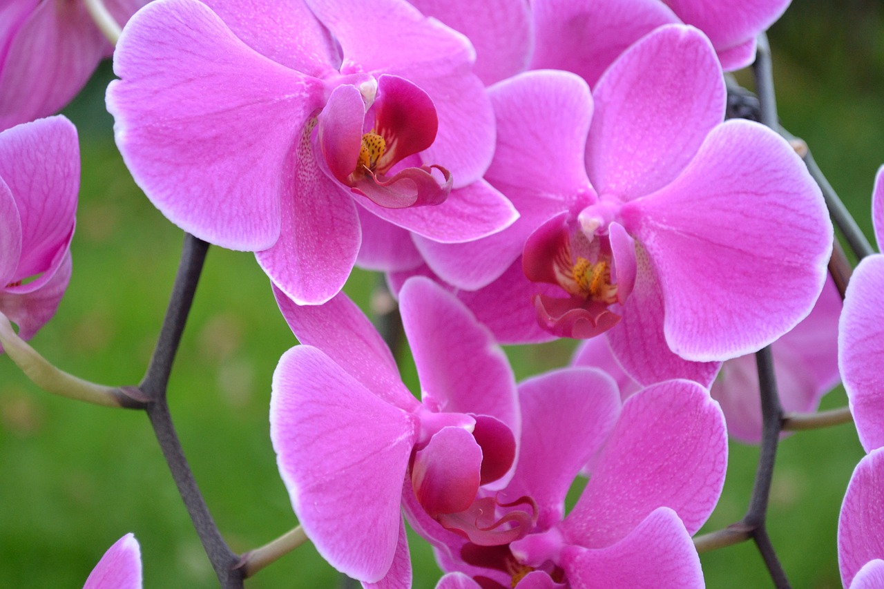 Orchidėjos, Gėlės, Rožinis, Iš Arti, Spalvinga, Gamta, Žydėti, Augalai, Žalias, Nemokamos Nuotraukos