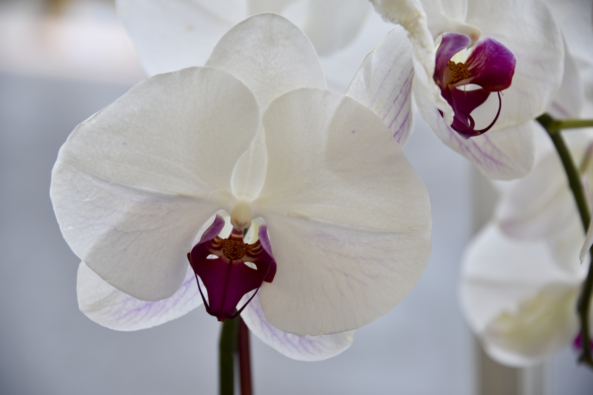 Balta,  Gėlė,  Orchidėjos,  Violetinė,  Žiedlapiai,  Orchidėjų Arti, Nemokamos Nuotraukos,  Nemokama Licenzija