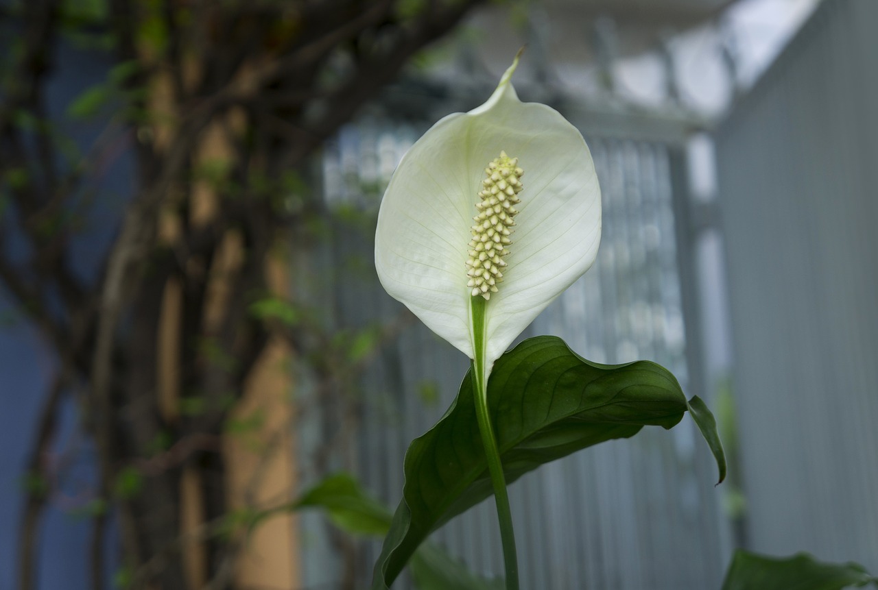 Orchidėjos Italų Kalba, Balta, Augalas, Nemokamos Nuotraukos,  Nemokama Licenzija