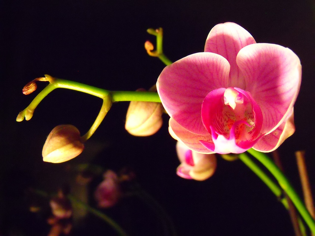 Orchisa, Gėlė, Makro, Orchidėja, Gėlių Kambarys, Augalas, Gamta, Žydi, Iš Arti, Gėlių Žiedlapiai