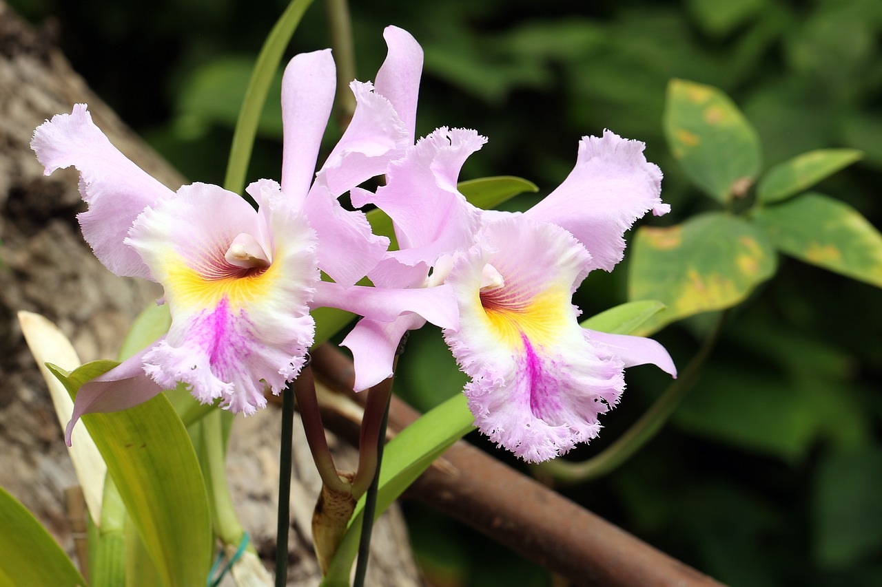 Orchisa, Orchidėja, Rytietiška Gėlė, Gėlių Kambarys, Storczykarnia, Flora, Iš Arti, Egzotiškas, Gėlių Žiedlapiai, Švelnus