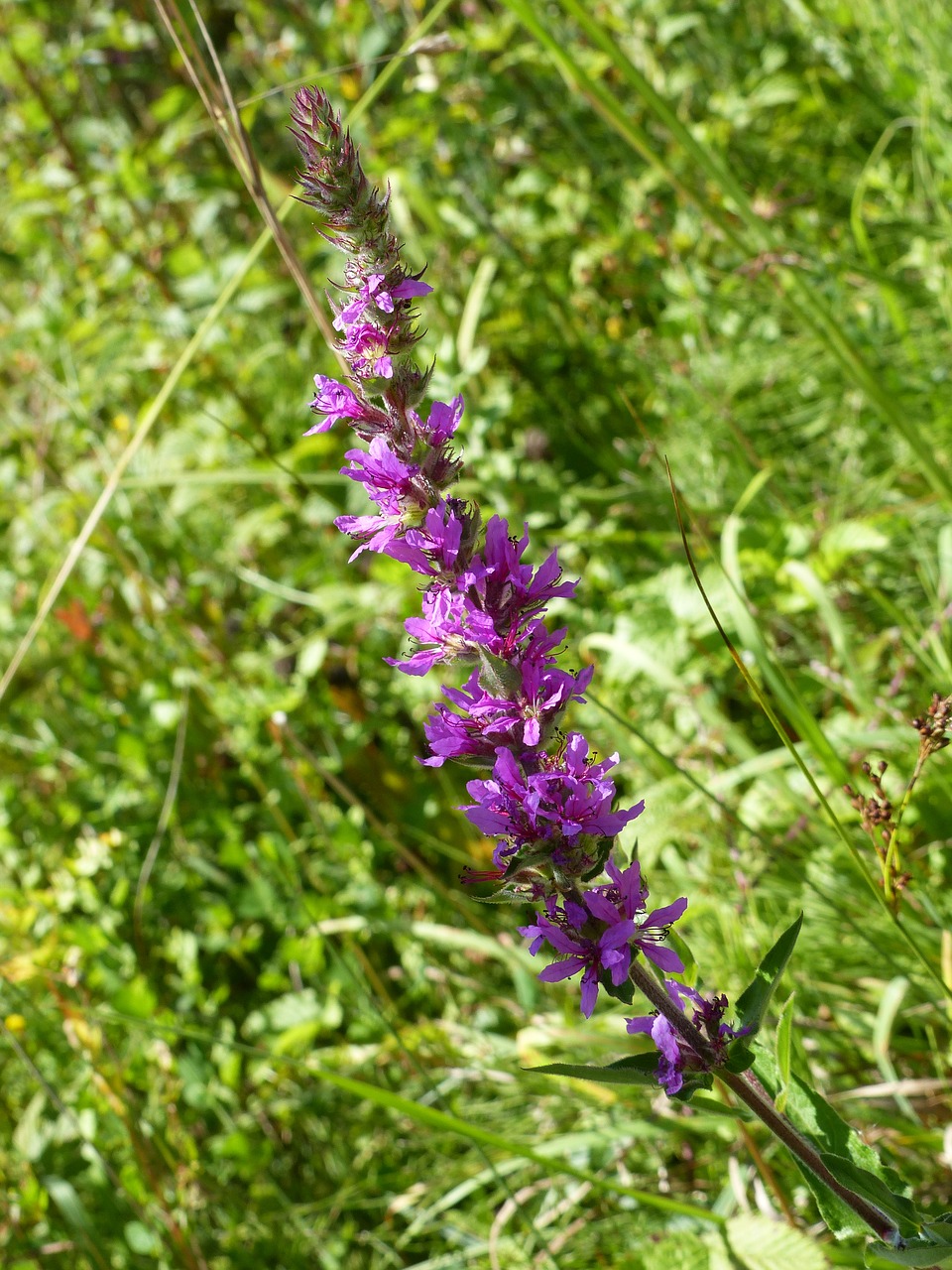 Orchisa, Gėlė, Velenas, Gėlių, Peizažas, Violetinė, Žalias, Gamta, Baskų Kraštas, Nemokamos Nuotraukos