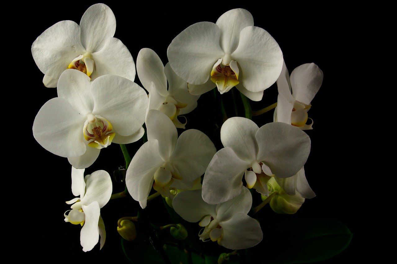 Orchisa, Orchidėja, Gėlė, Augalas, Žiedlapis, Gėlių, Gamta, Žydi, Elegantiškas, Balta