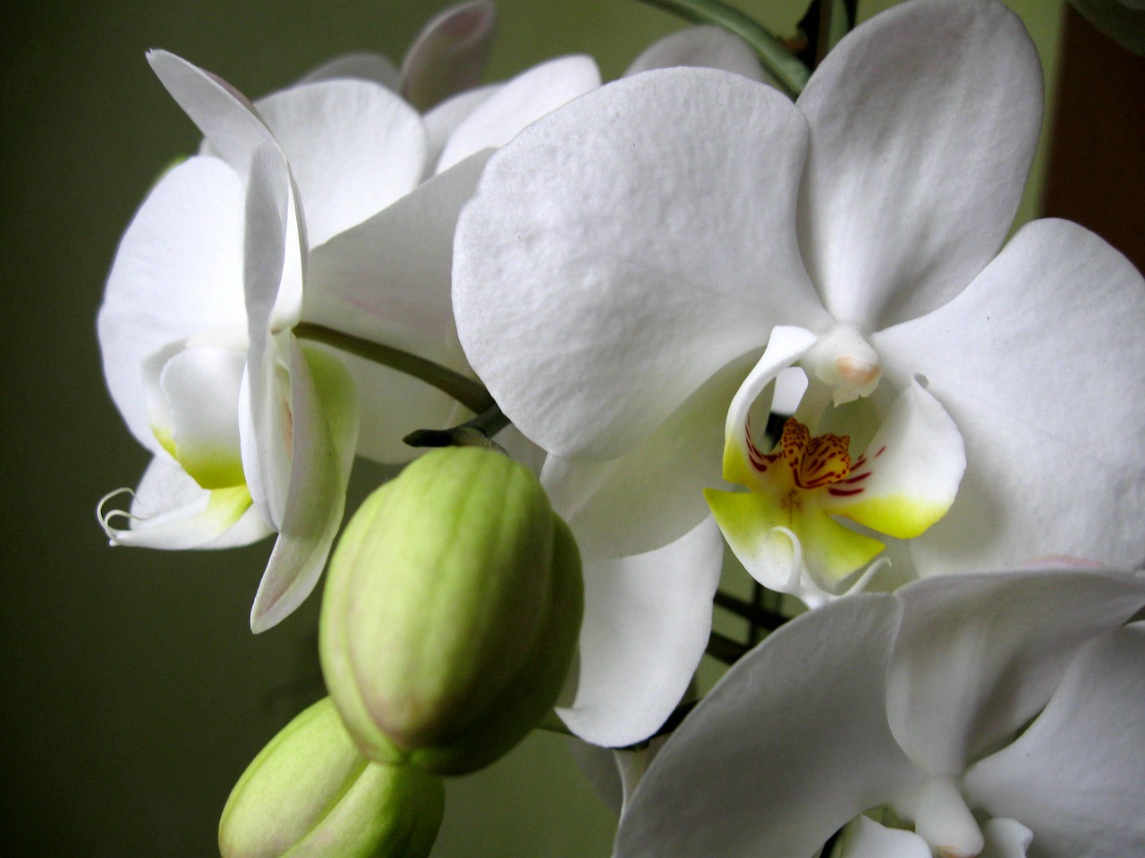 Orchisa, Žiedlapiai, Gėlė, Orchidėja, Gėlių Pumpurai, Nemokamos Nuotraukos,  Nemokama Licenzija