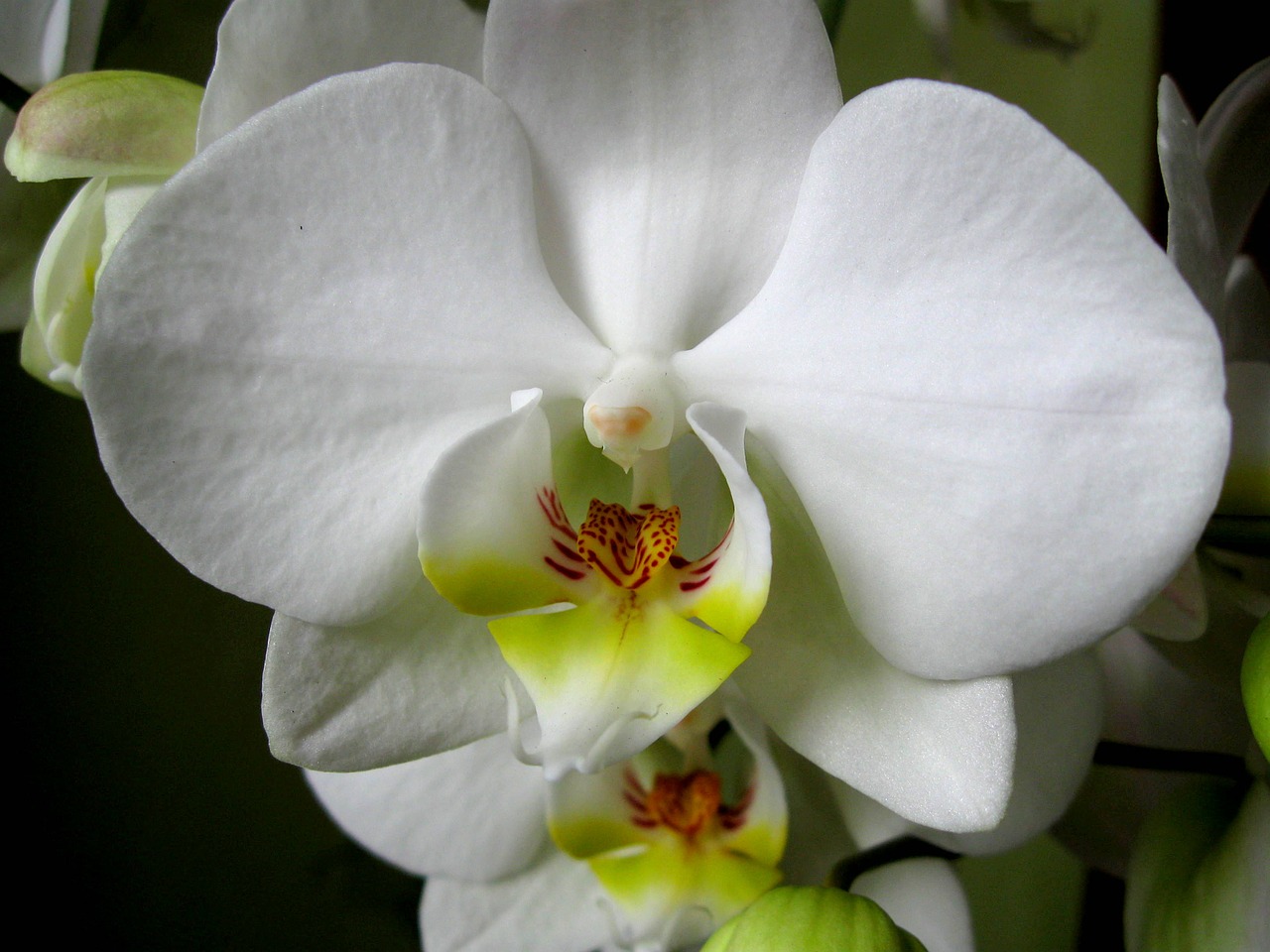 Orchisa, Žiedlapiai, Gėlė, Žydi, Orchidėja, Nemokamos Nuotraukos,  Nemokama Licenzija