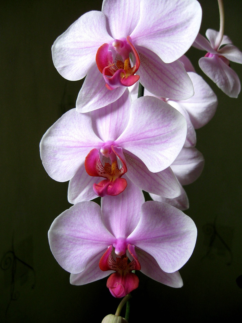 Orchisa, Orchidėja, Gėlių Kambarys, Rytietiška Gėlė, Žydi, Nemokamos Nuotraukos,  Nemokama Licenzija