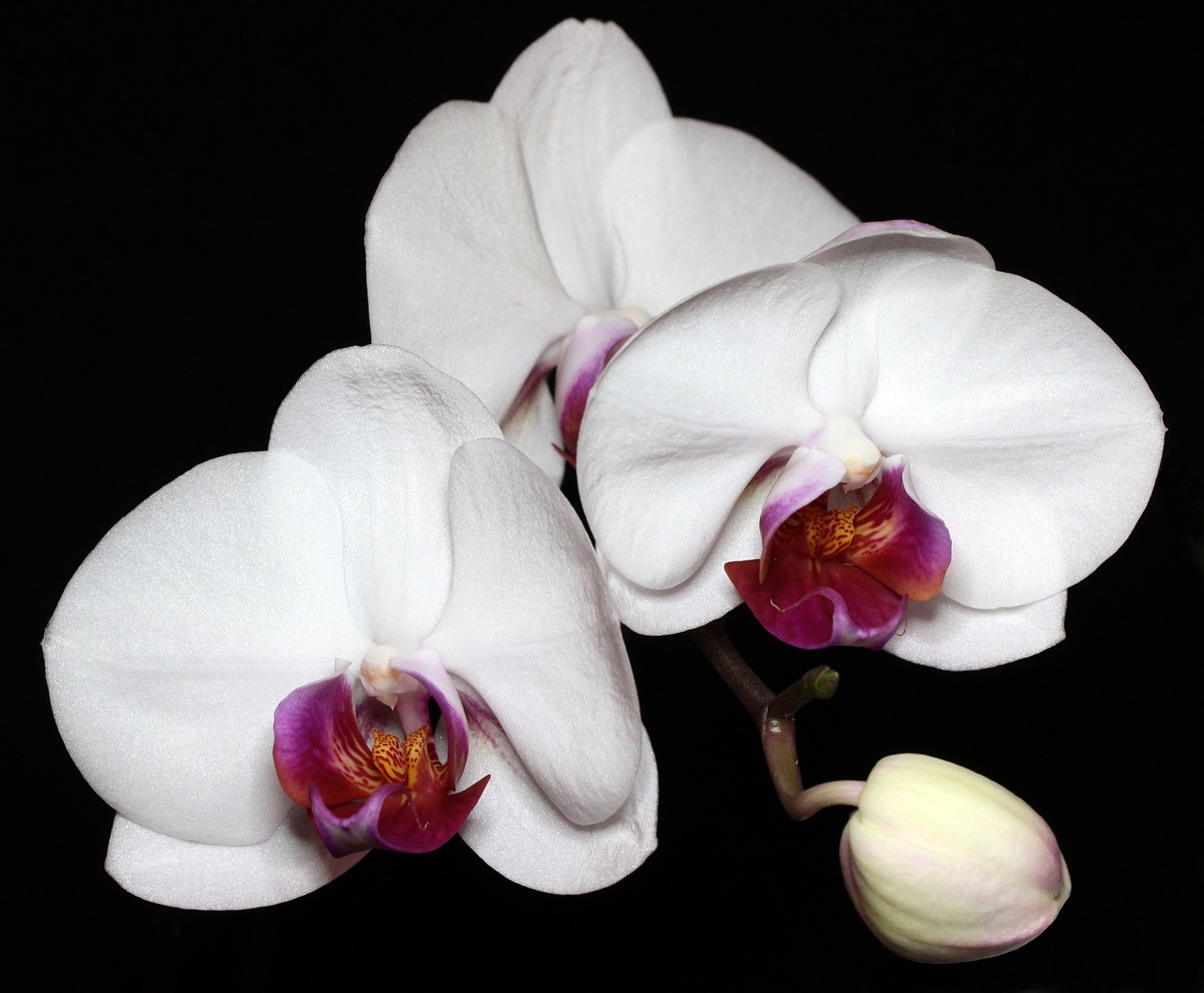 Orchisa, Gėlė, Egzotiškas, Orchidėja, Žydi, Augalas, Rytietiška Gėlė, Gamta, Iš Arti, Gėlių Kambarys