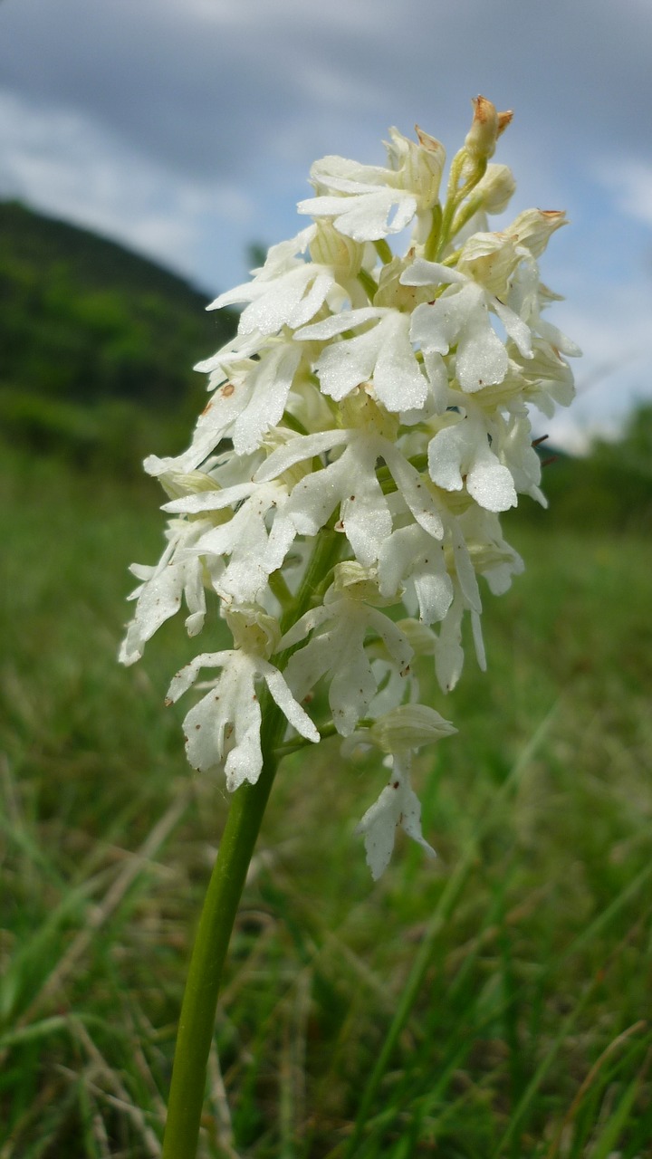 Orchis Purpurea, Albino, Baltas Retenybė, Vokiečių Orchidėja, Pranešta, Kalnuose, Laukiniai, Gamtos Apsauga, Nemokamos Nuotraukos,  Nemokama Licenzija