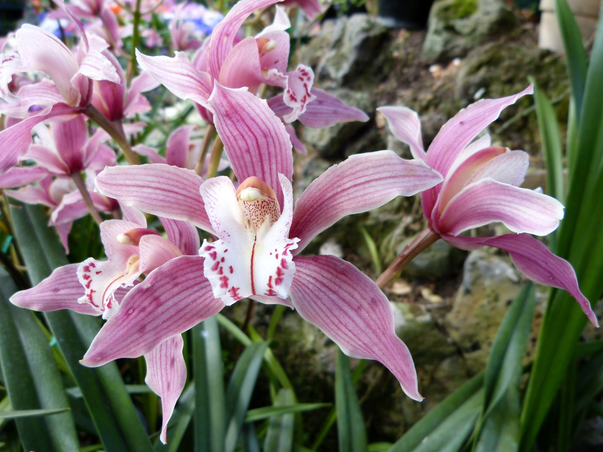 Orchidėja,  Gėlė,  Rožinis,  Nauja & Nbsp,  Zealand,  Orchidėja, Nemokamos Nuotraukos,  Nemokama Licenzija