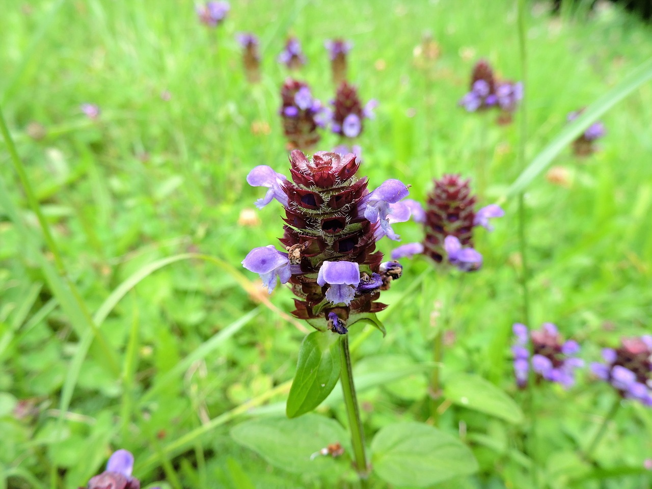 Paprastoji Brunelle, Prunella Vulgaris, Gėlė, Violetinė, Pieva, Gamta, Uždaryti, Aštraus Gėlė, Nemokamos Nuotraukos,  Nemokama Licenzija