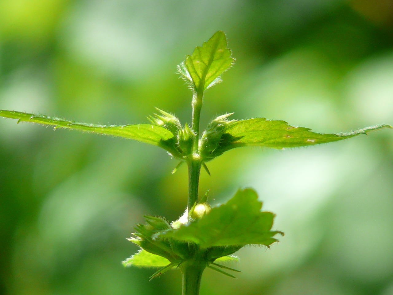 Paprastas Goldnessel, Miško Augalas, Lapai, Žalias, Lamium Galeobdolon, Galeobdolonas Liuteumas, Galeobdolonas Lamiastrum L, Aukso Taubnessel, Miręs Dilbis, Lamium