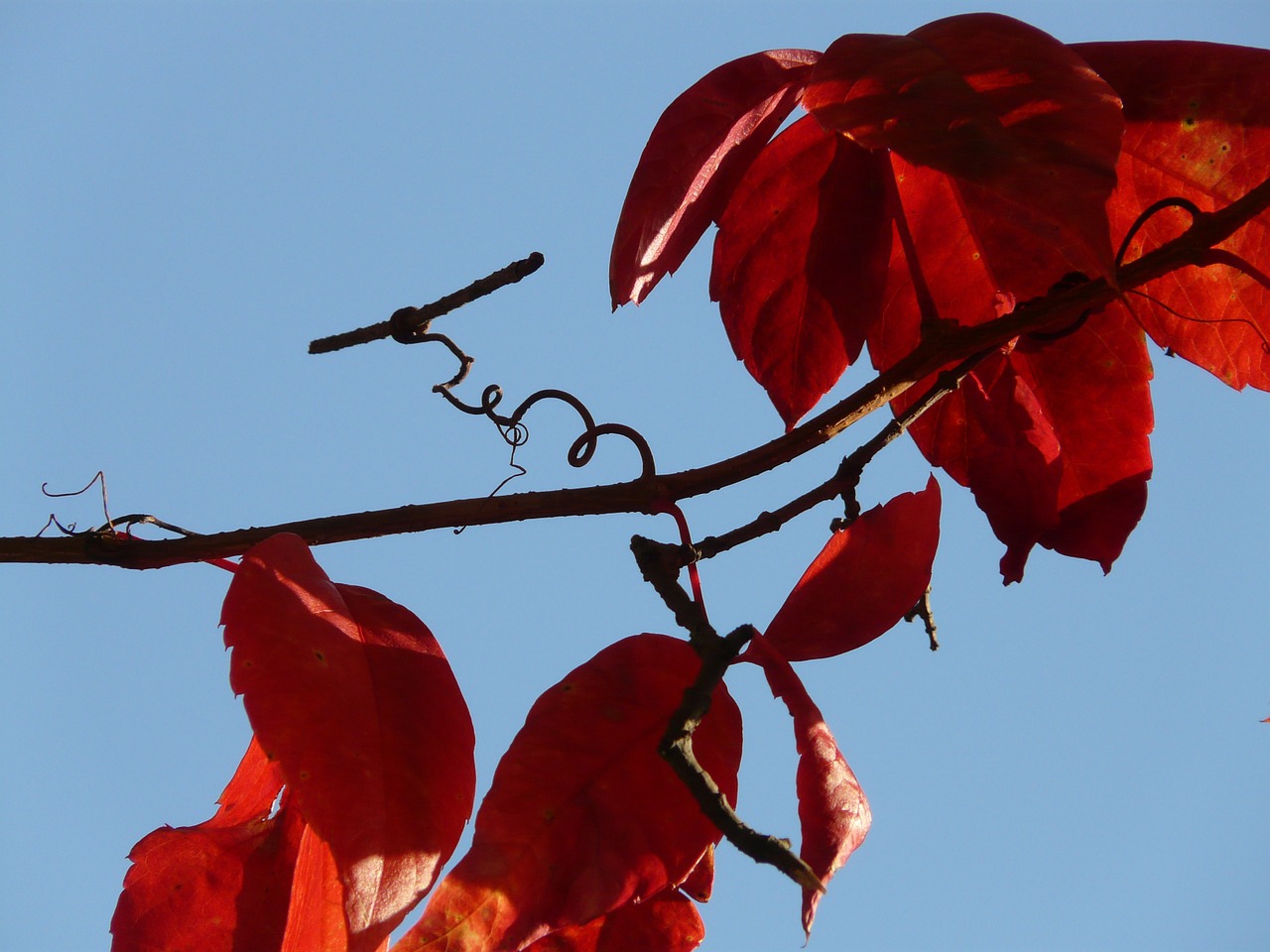 Paprastas Jungpernrebe, Vyno Partneris, Vynas, Lapai, Raudona, Ruduo, Parthenocissus Vitacea, Alpinizmas Mauerwein, Alpinistas, Vynuogių Derlius