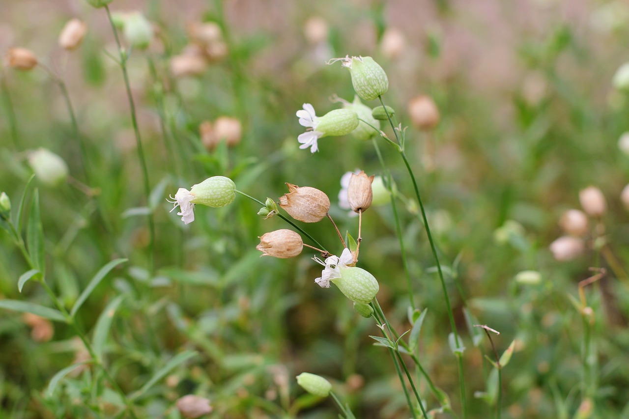 Paprastoji Leim Kruša, Silene Vulgaris Ssp, Vulgaris, Žolė, Žolelės, Sodas, Augalas, Prieskoniai, Gamta, Žalias