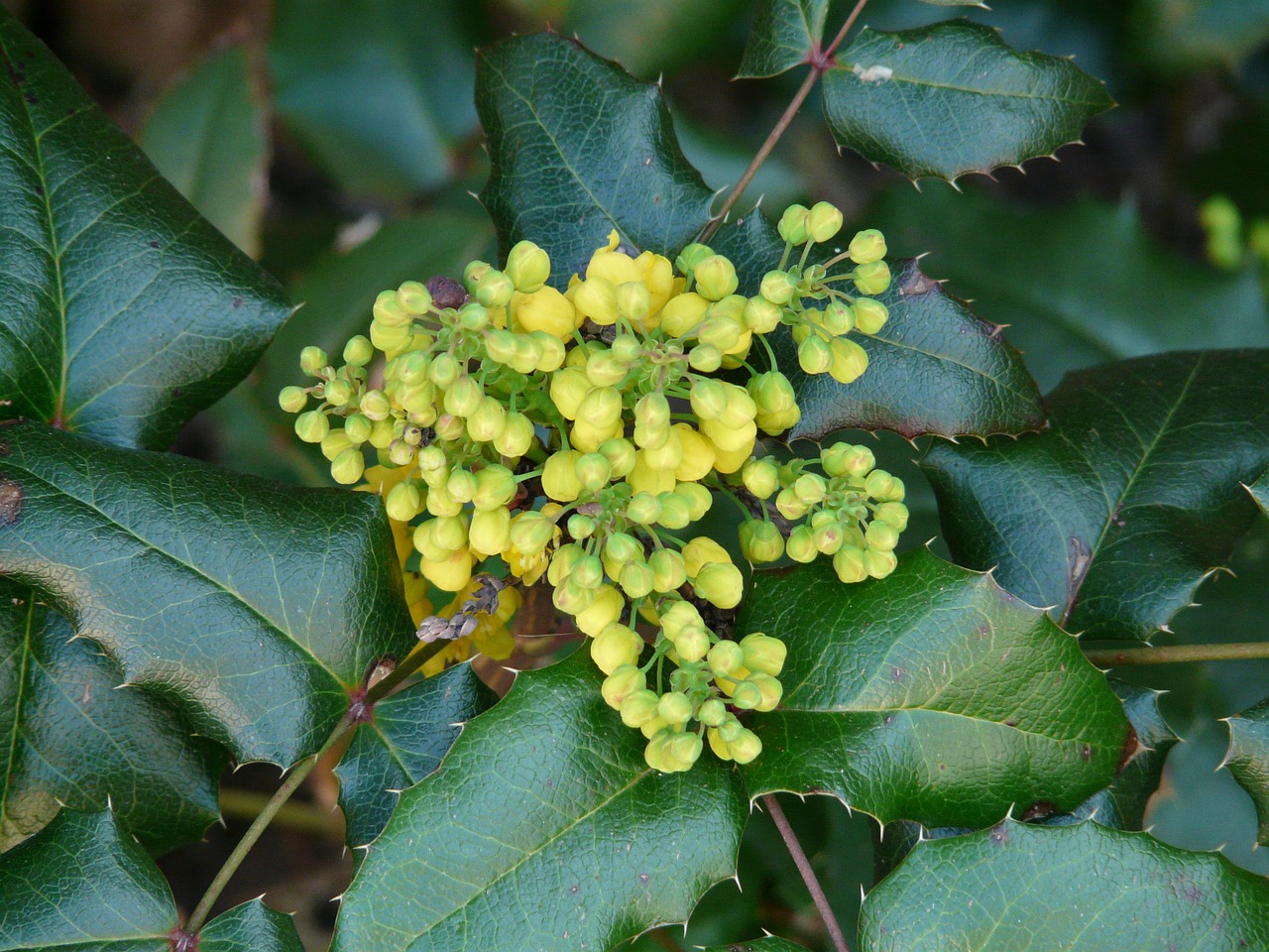 Įprastas Raudonmedis, Stechdornblättrige Mahonie, Mahonia Aquifolium, Visžalis Strauchart, Raudonmedis, Berberitzengewächs, Berberidaceae, Dekoratyvinis, Žiedas, Žydėti