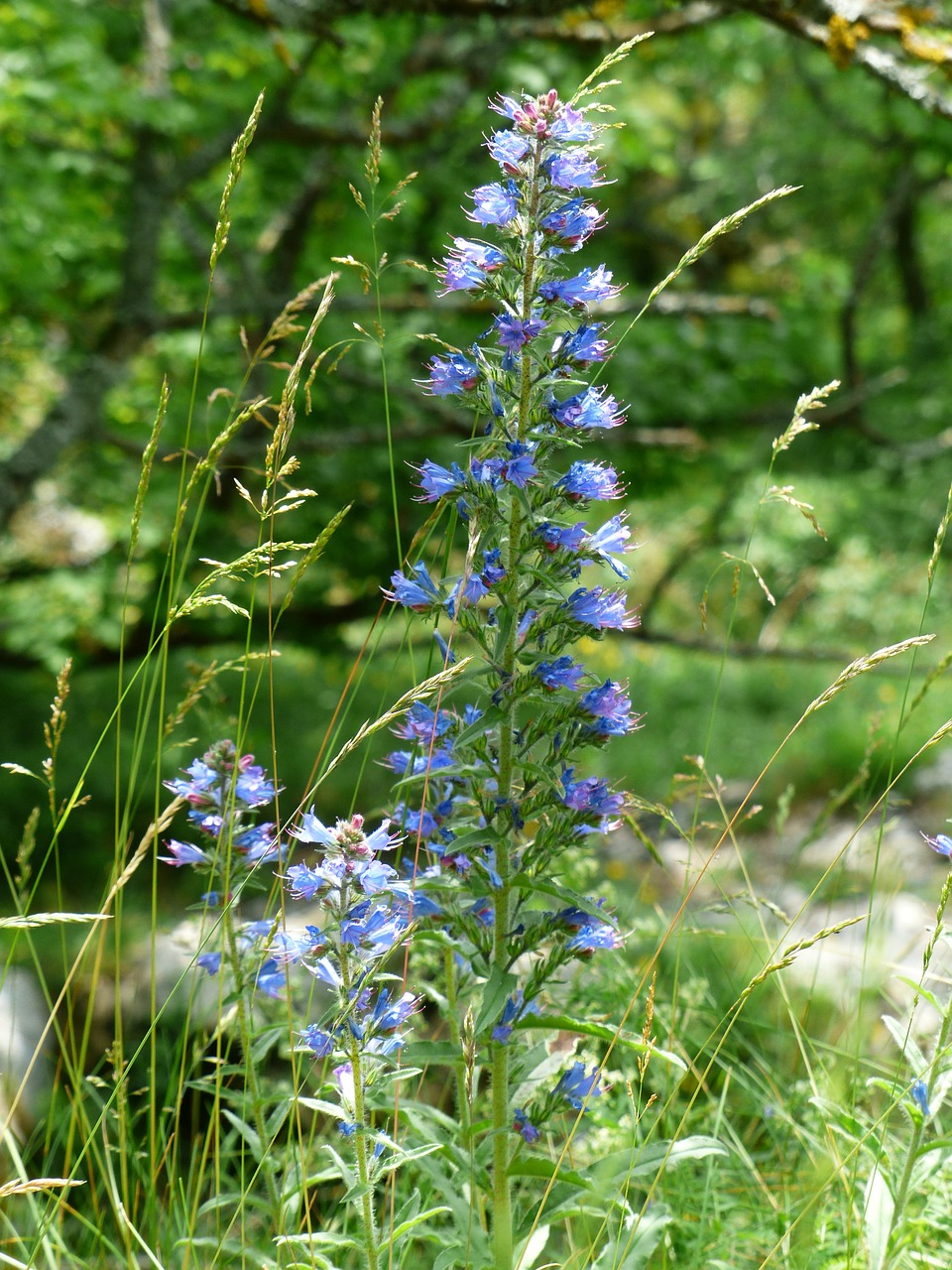 Paprastas Natternkopf, Gyvatės Galvutė, Gėlė, Gėlės, Mėlynas, Echium Vulgare, Raublattgewächs, Boraginaceae, Mėlynas Henry, Dangaus Ugnis