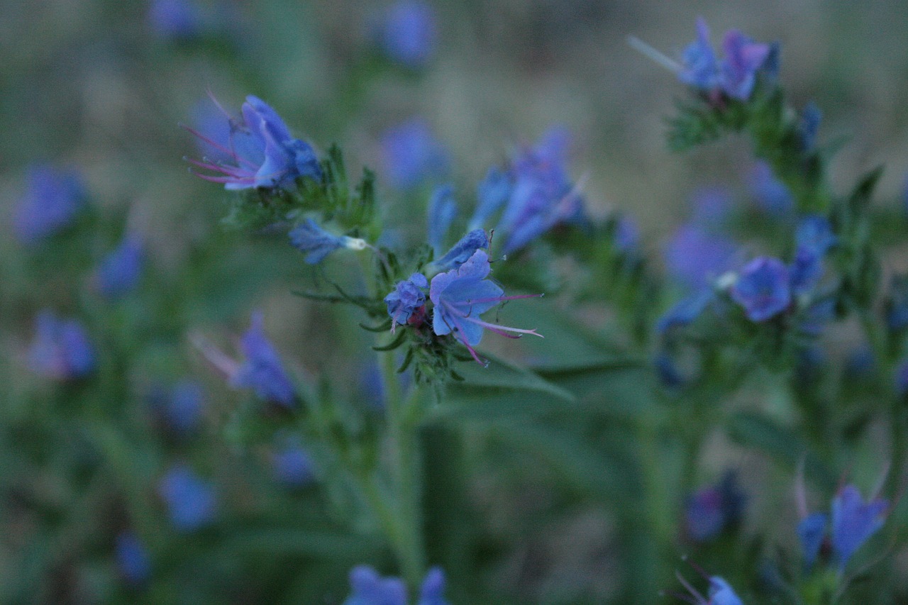 Paprastas Natternkopf, Mėlynas Natternkopf, Echium Vulgare, Laukinis Augalas, Nemokamos Nuotraukos,  Nemokama Licenzija