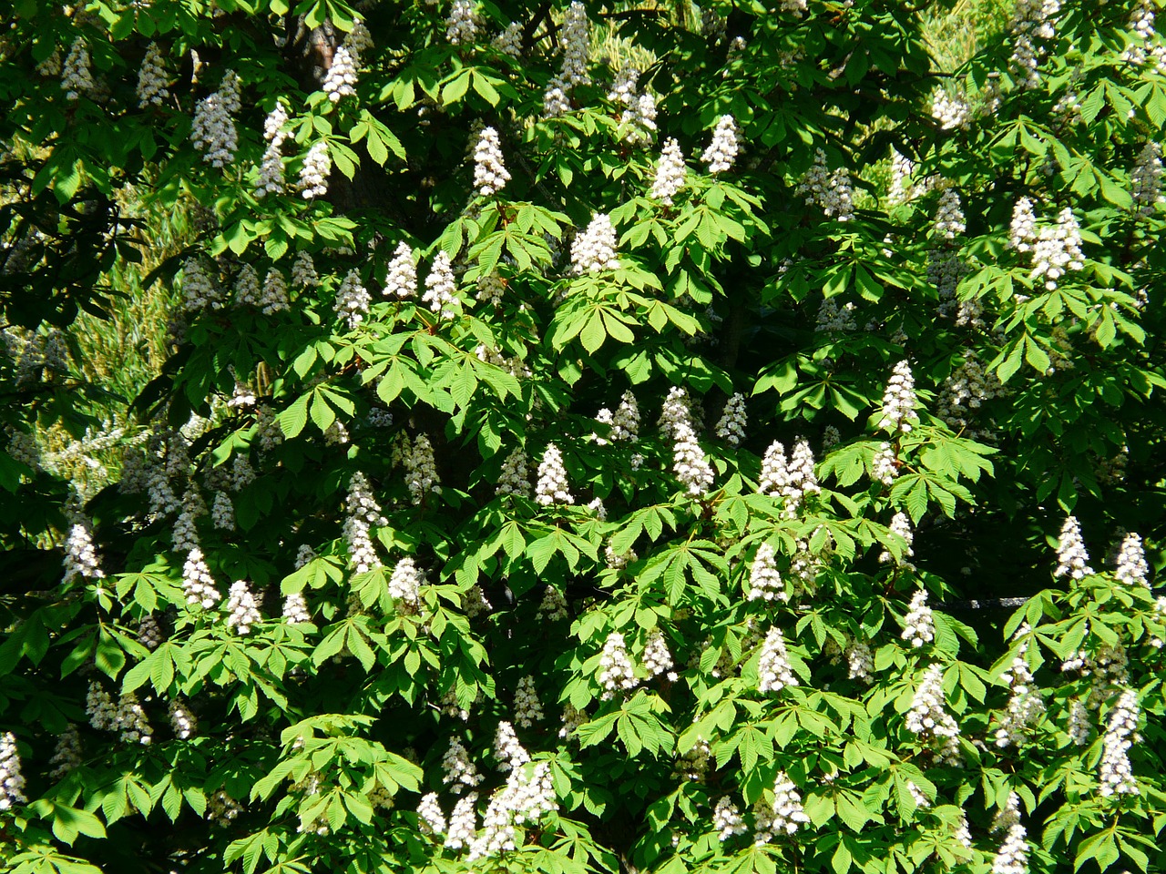 Įprastas Rosskastanie, Kaštonas, Medis, Lapai, Balta, Gėlės, Žydėti, Gėlių Pilnumas, Aesculus Hippocastanum, Bendras Roskastanie