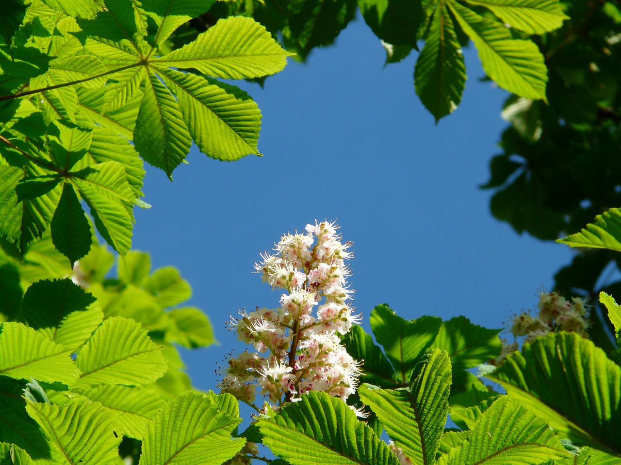 Įprastas Rosskastanie, Kaštonas, Gėlės, Žiedynas, Medis, Lapai, Balta, Žydėti, Gėlių Pilnumas, Aesculus Hippocastanum