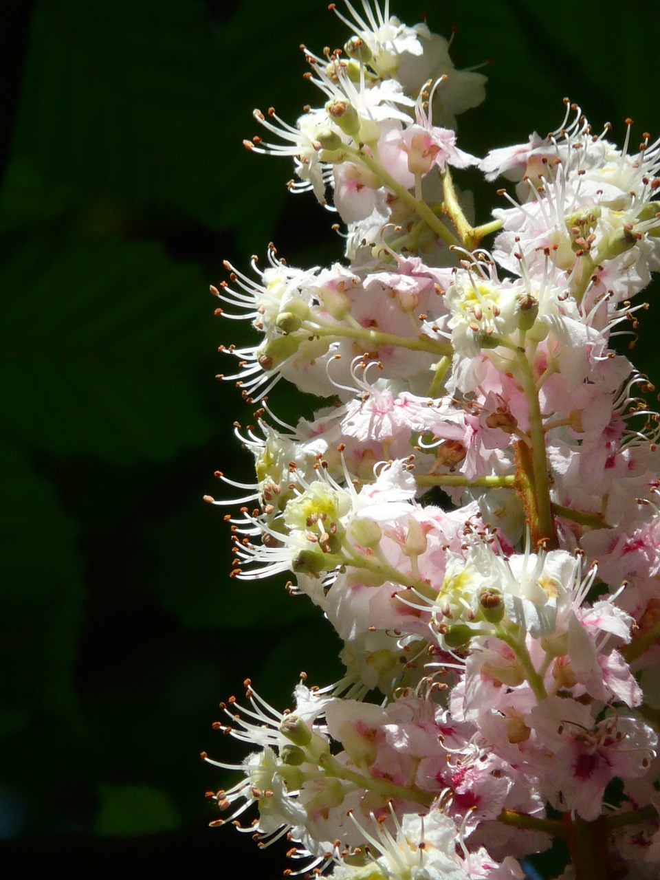 Įprastas Rosskastanie, Kaštonas, Gėlės, Žiedynas, Medis, Lapai, Balta, Žydėti, Gėlių Pilnumas, Aesculus Hippocastanum