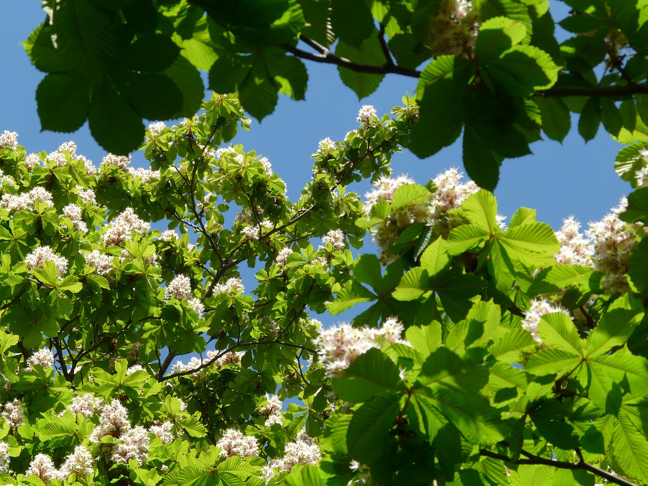 Įprastas Rosskastanie, Kaštonas, Gėlės, Žiedynas, Medis, Lapai, Balta, Žydėti, Gėlių Pilnumas, Aesculus Hippocastanum