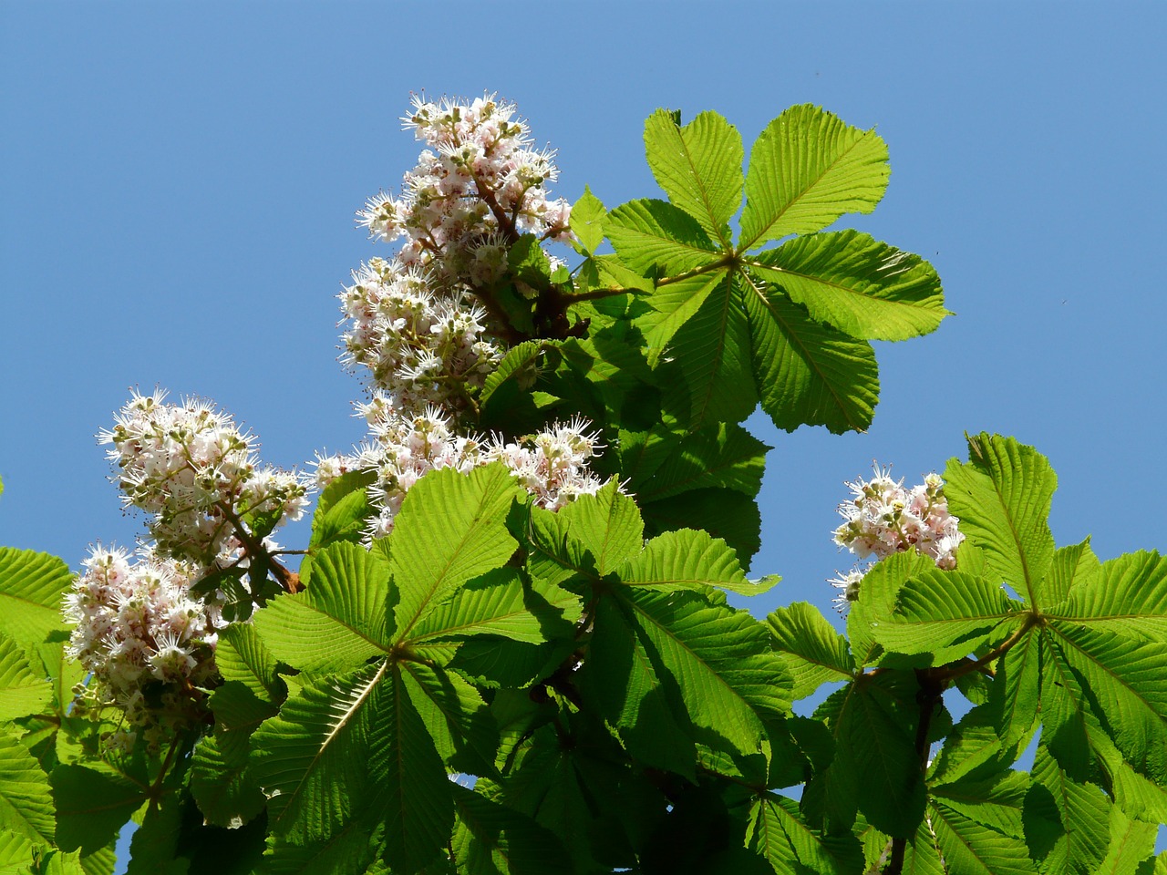 Įprastas Rosskastanie, Kaštonas, Gėlės, Žiedynas, Medis, Lapai, Balta, Žydėti, Gėlių Pilnumas, Aesculus Hippocastanum