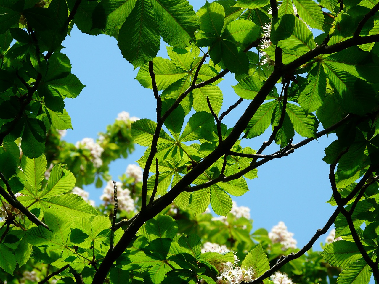 Įprastas Rosskastanie, Gėlės, Žolė, Pieva, Žalias, Rūpestis, Nukristi, Kritęs, Kaštonas, Aesculus Hippocastanum