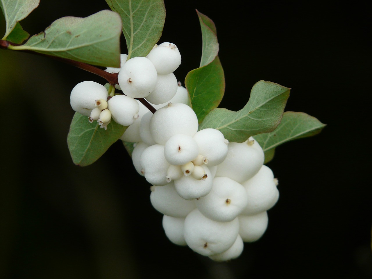 Įprastas Schneebeere, Krūmas, Uogos, Vaisiai, Balta, Snowberry Albus, Dekoratyvinis, Knallerbsen, Nemokamos Nuotraukos,  Nemokama Licenzija