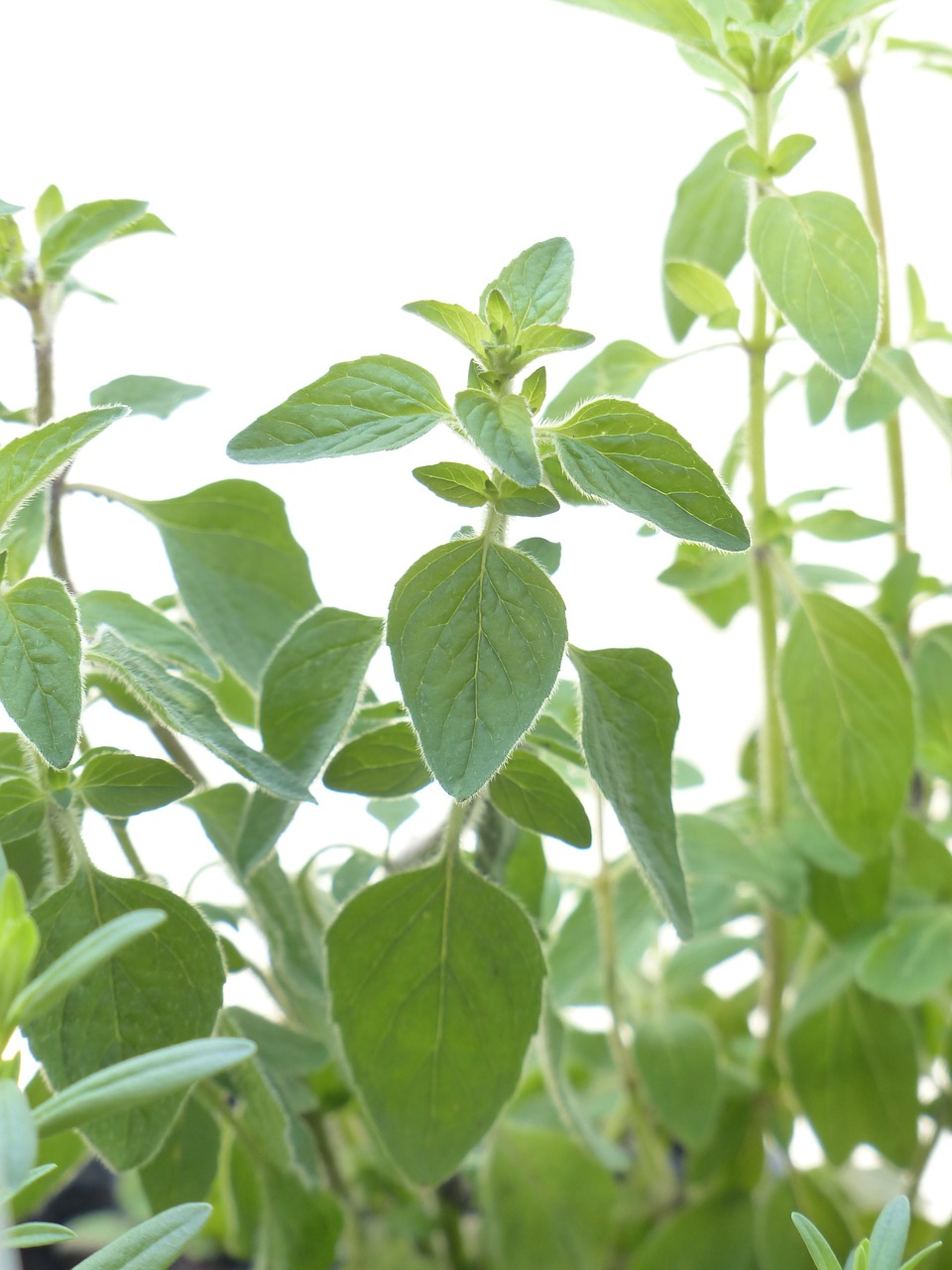 Oregano, Prieskoniai, Žolė, Virtuvės Prieskoniai, Virtuvės Žolelių, Origanum Vulgare, Lamiaceae, Dorst, Dost, Tikroji Roksanne