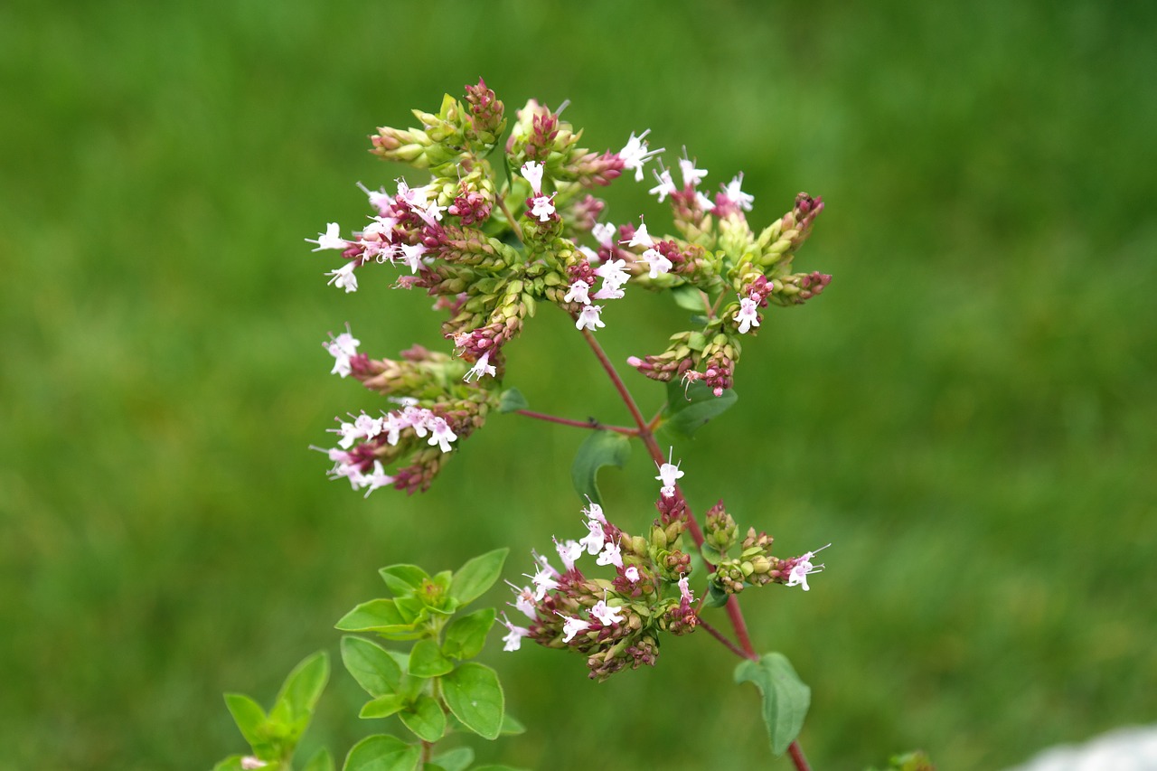 Oregano, Augalas, Žiedas, Žydėti, Žiedynas, Rožinis, Lamiaceae, Dorst, Dost, Tikroji Roksanne