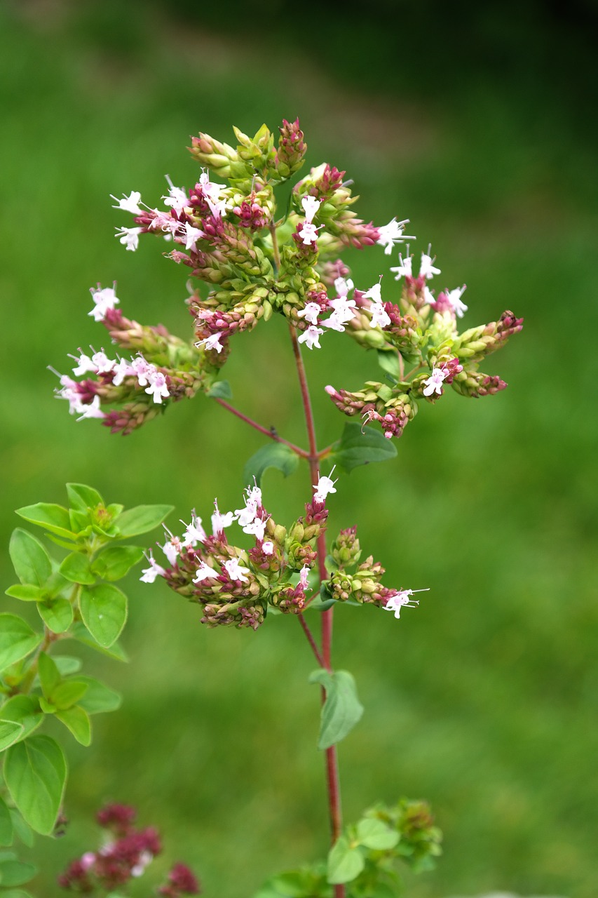 Oregano, Augalas, Žiedas, Žydėti, Žiedynas, Rožinis, Lamiaceae, Dorst, Dost, Tikroji Roksanne