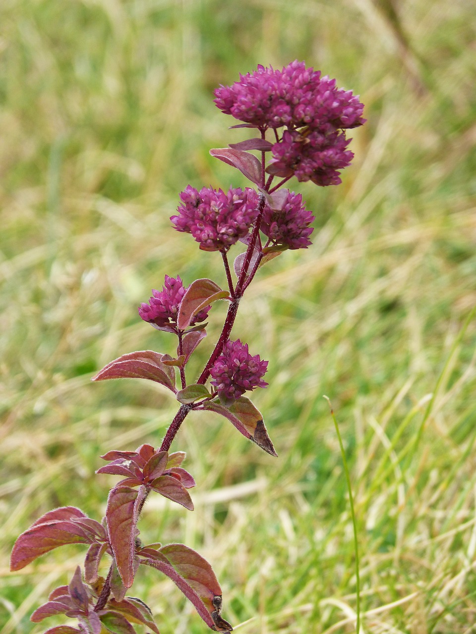 Oregano, Vaistinis Augalas, Augalų Laukiniai Gyvūnai, Nemokamos Nuotraukos,  Nemokama Licenzija