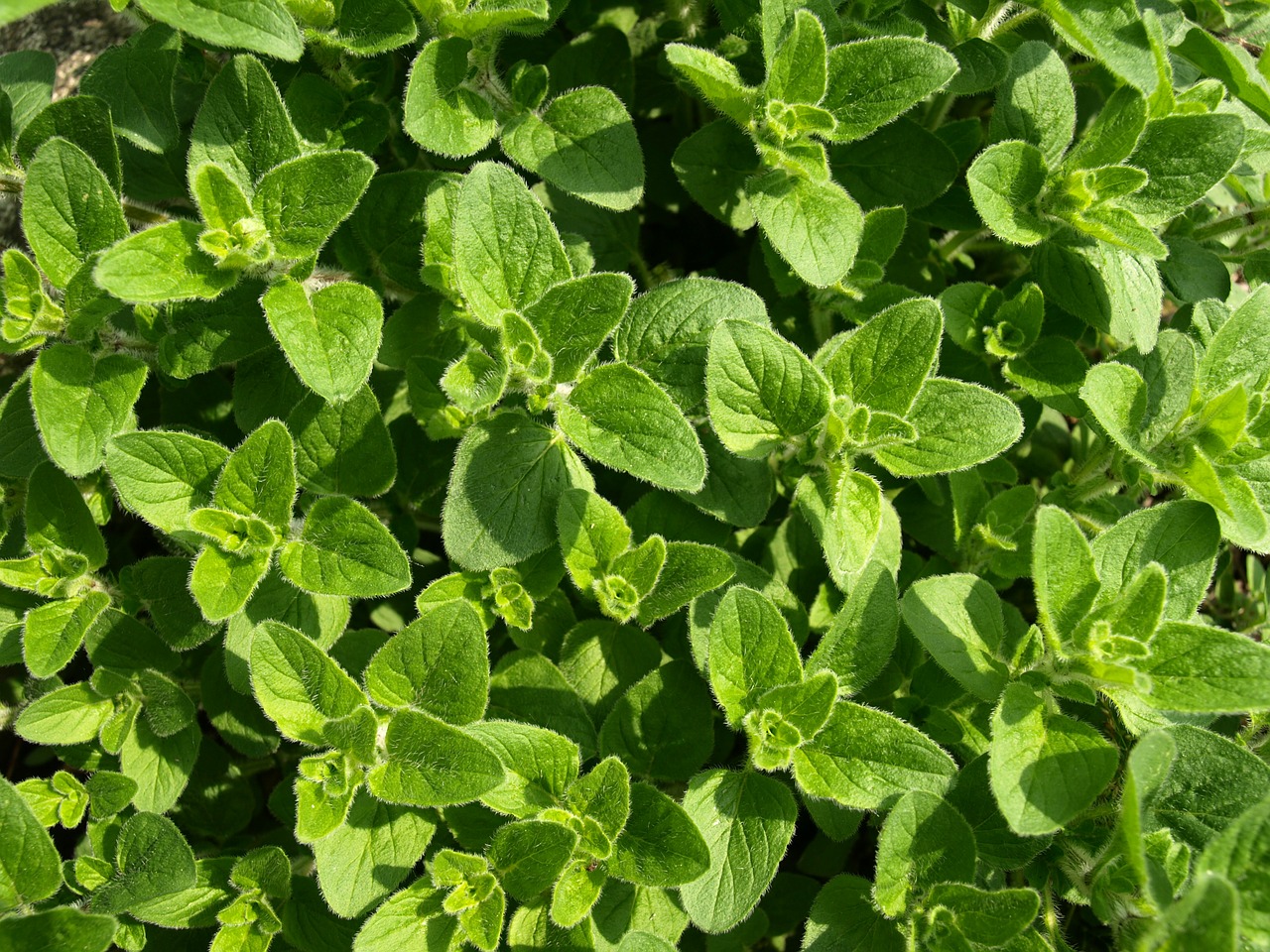 Oregano, Kulinarijos Žolės, Viduržemio Jūros, Žolelės, Virtuvė, Sezonas, Virėjas, Nemokamos Nuotraukos,  Nemokama Licenzija