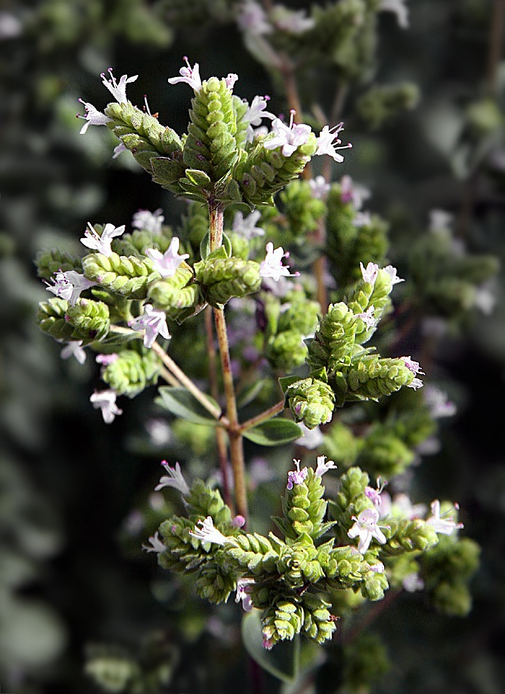 Oregano, Žolelės, Prieskoniai, Ispanų, Virėjas, Sezonas, Maistas, Valgyti, Valgomieji, Dorst