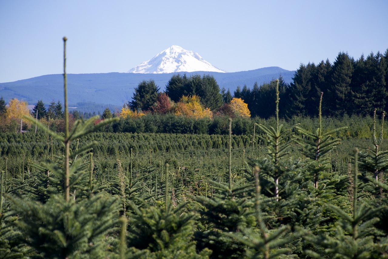 Oregonas, Medžiai, Kalėdų Eglės, Kalėdos, Gaubtas, Šiaurės Vakarai, Vaizdingas, Usa, Amerikietis, Žalias