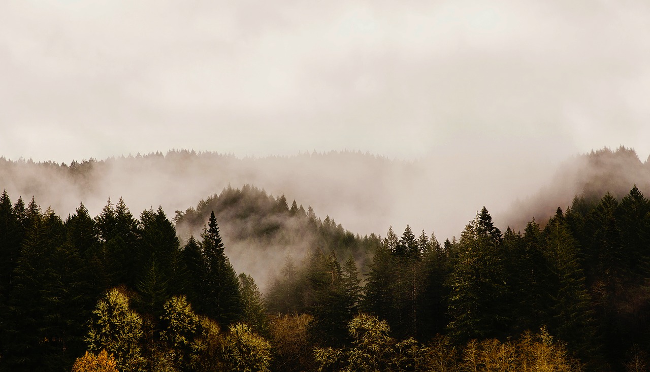 Oregonas, Kalnai, Saulėtekis, Aušra, Rūkas, Miškas, Medžiai, Miškai, Kraštovaizdis, Gamta