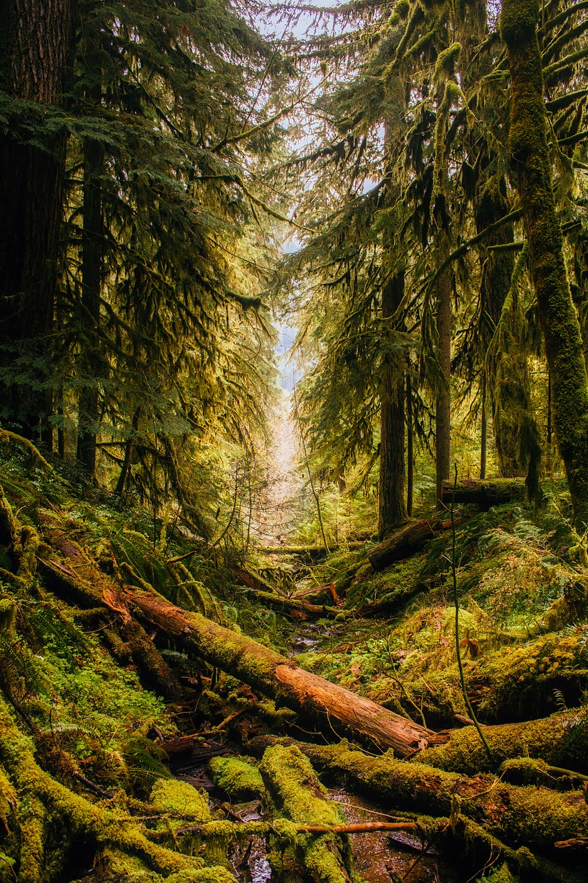 Oregonas, Kraštovaizdis, Miškas, Medžiai, Miškai, Gamta, Lauke, Nukritusi Mediena, Rąstai, Šalis