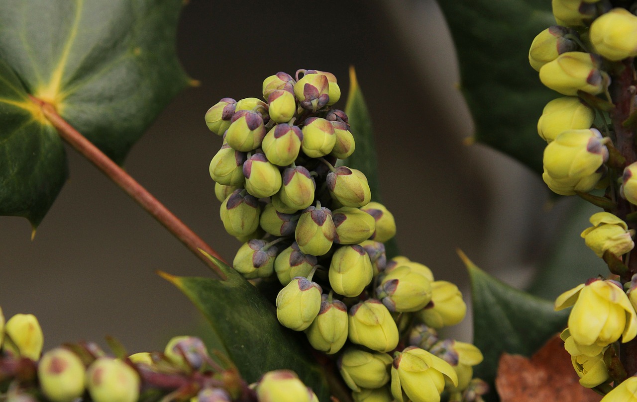 Oregon Vynuogių Gėlių Žiedpumpuriai, Žiemos Gėlės, Mahonia, Žydėjimas, Pumpurai, Gėlių, Žaluma, Augimas, Sodininkystė, Lapai