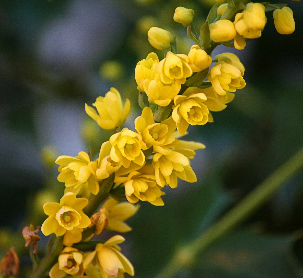 Oregono Valstijos Gėlė, Mahonia Gėlės, Oregon Vynuogių Salotos, Gėlių, Augalas, Natūralus, Žiedas, Žydėti, Žiedlapis, Botanikos