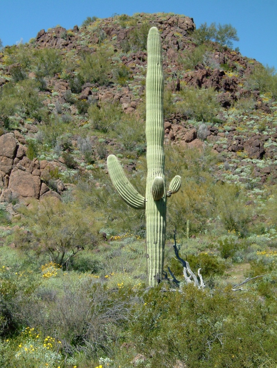 Organų Vamzdis, Organų Kaktuso Nacionalinis Paminklas, Saguaro, Kaktusas, Dykuma, Arizona, Pietvakarius, Sonoran, Dygliuotas, Nemokamos Nuotraukos