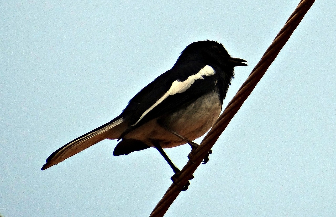 Rytietiškas Šuniukas, Robin, Copsychus Saularis, Patinas, Praeivis, Paukštis, Dharwad, Indija, Nemokamos Nuotraukos,  Nemokama Licenzija